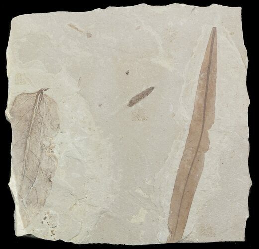 Three Different Fossil Leaves - Utah #45638